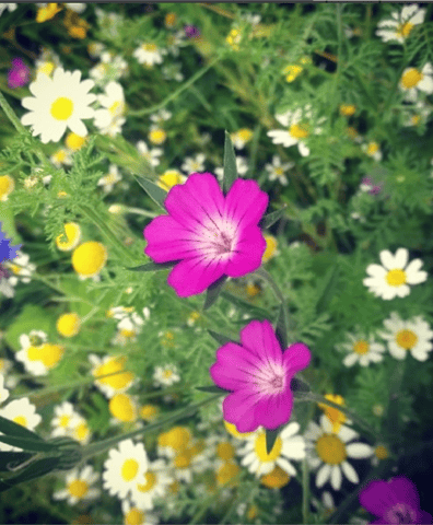 groundwork_wild_flowers_2017_11_06_02_51_57_pm