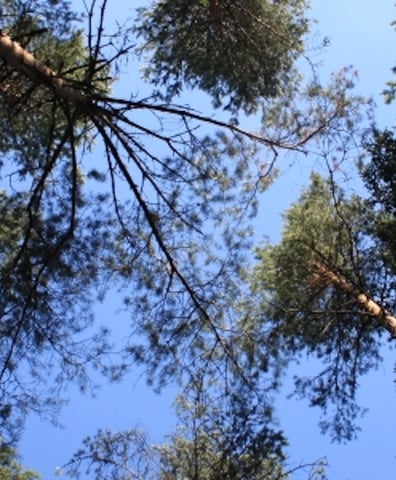ha_trees_banner_2016_05_23_03_27_22_pm