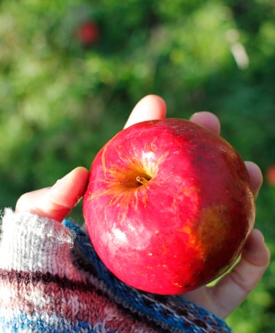 lovely_shinny_apple_small_2016_03_23_03_58_49_pm