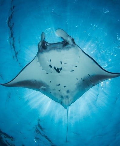 Manta-ray-above