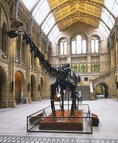 naturalhistorymuseum_picturelibrary_011884_comp_1_