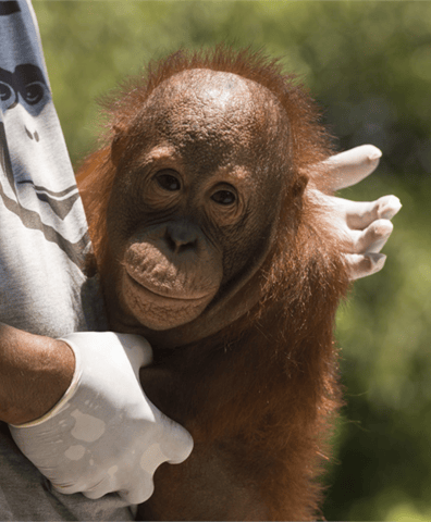 orpahned_orangutan_cared_for_by_orangutan_foundation_2019_04_30_02_35_41_pm