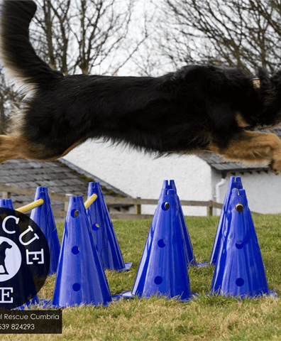 rescue_me_2020_09_25_12_54_42_pm