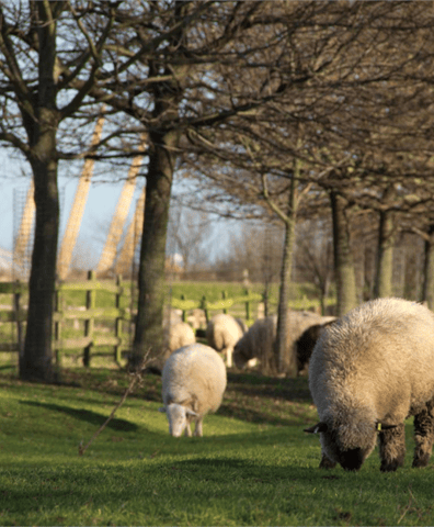sheep_grazing_2018_12_20_11_51_27_am
