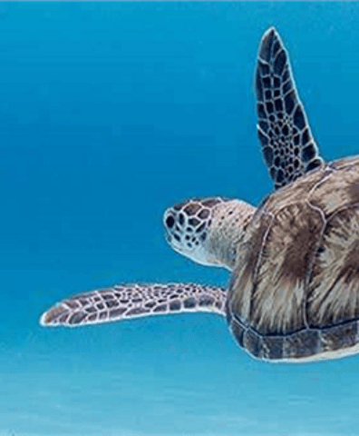 turtle_banner_image_2017_05_25_03_46_30_pm