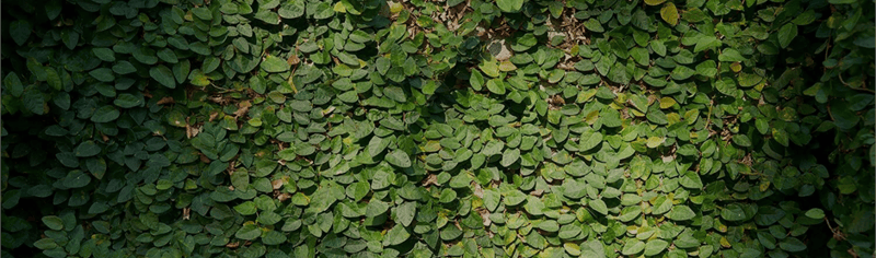 ivy_1_dark_2019_10_03_03_55_51_pm