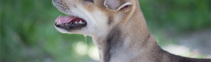 dog_image_10_2021_06_30_11_05_18_am