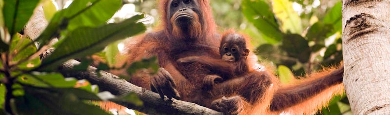 gracia_infant_sabangau_forest_credit_unknown_2010_2023_03_24_05_12_55_pm