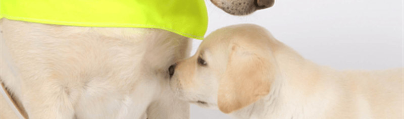 guide_dogs_2019_02_13_04_55_22_pm