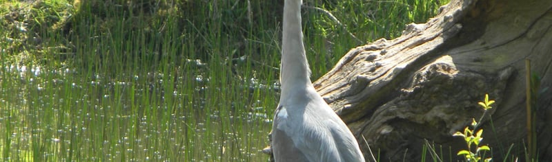 heron_on_nature_trail_2023_07_20_11_33_16_am