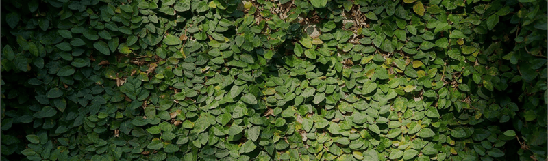 ivy_1_dark_2019_10_03_03_55_51_pm