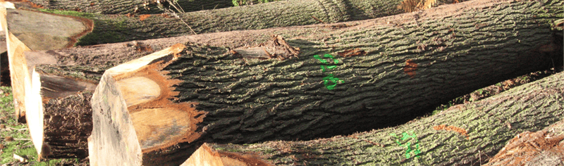 oak_logs_bihip_ross_on_wye_21_10_2010_1__2019_02_25_12_09_48_pm