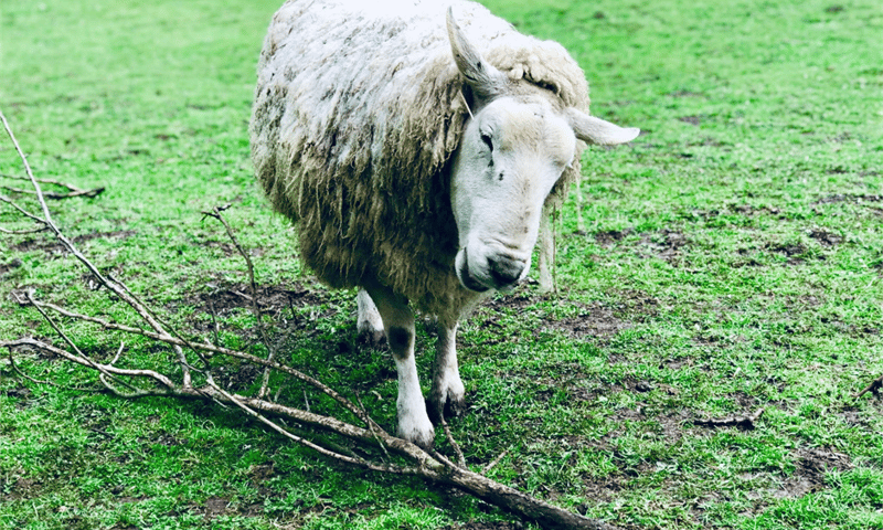 Pear Tree Farm Animal Sanctuary Jobs CharityJob