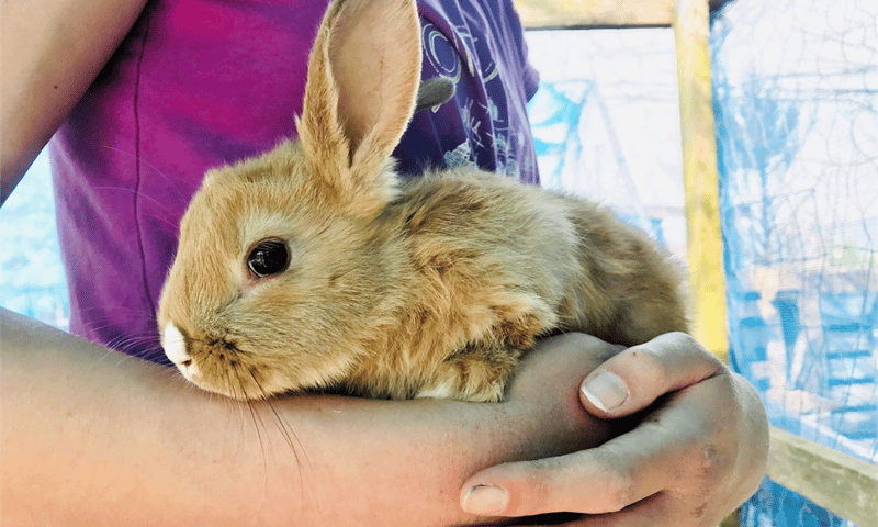 Pear Tree Farm Animal Sanctuary Jobs CharityJob