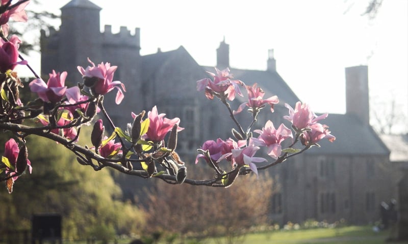 bishops_palace_gardens_march_blossom_2022_09_27_09_52_12_am