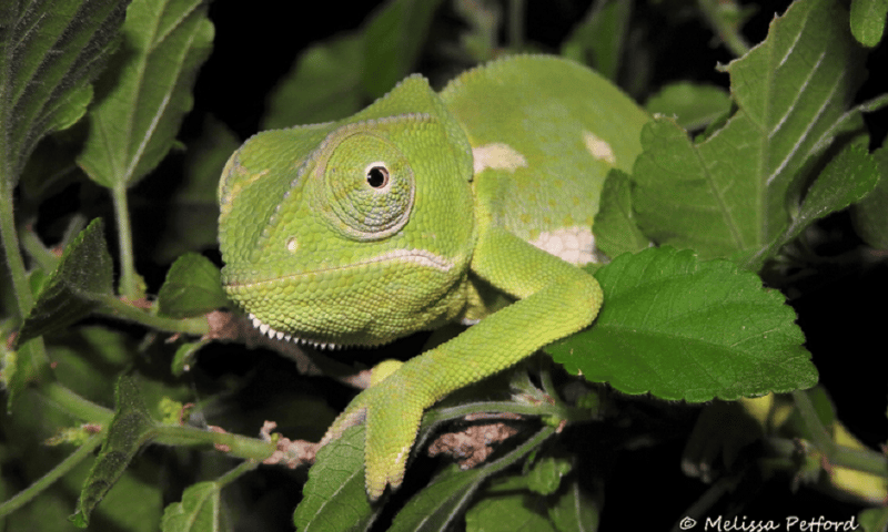 chameleon_2016_12_16_11_53_09_am