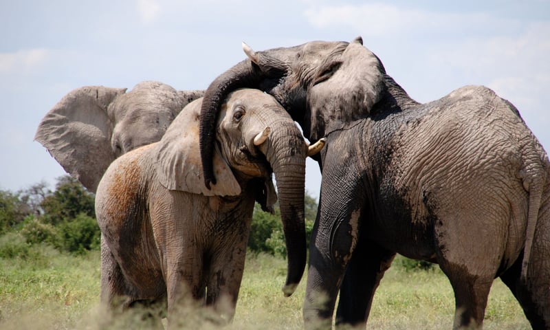 elephants_2022_12_19_03_57_58_pm