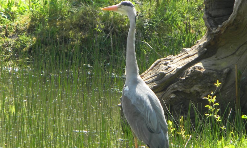 heron_on_nature_trail_2023_07_20_11_33_16_am