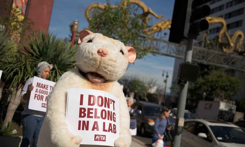 year_of_the_rat_cruelty_free_demo_fsp_4203_1__2023_03_06_01_50_17_pm