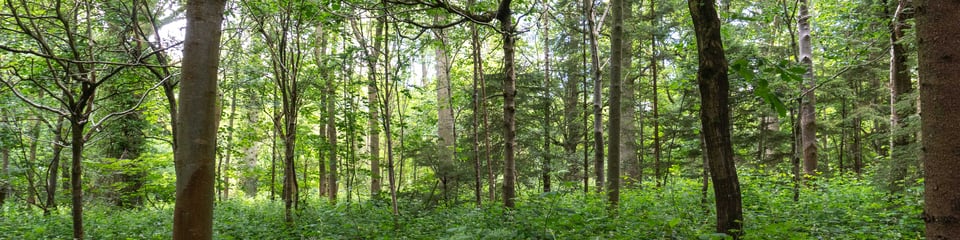 Woodland Heritage banner