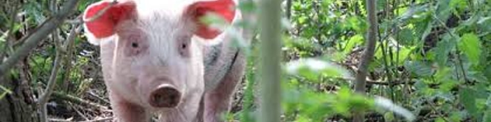 Humane Slaughter Association banner