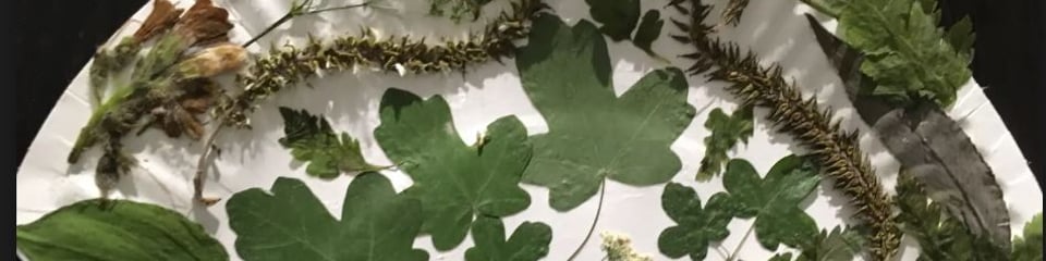 ecoACTIVE banner