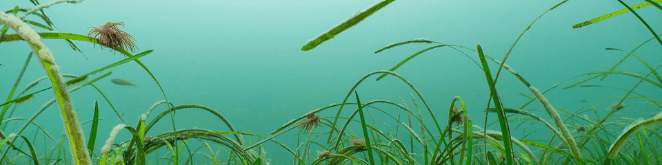 Ocean Conservation Trust banner