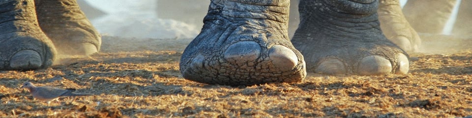 David Shepherd Wildlife Foundation banner