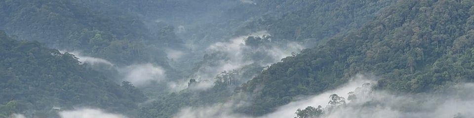 Sumatran Orangutan Society banner