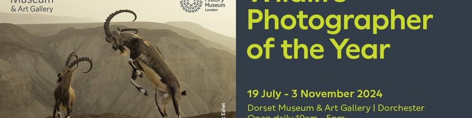 Dorset Museum & Art Gallery banner