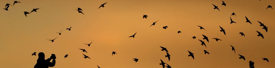 RSPB banner