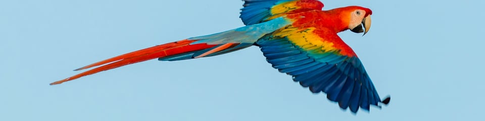 World Parrot Trust banner