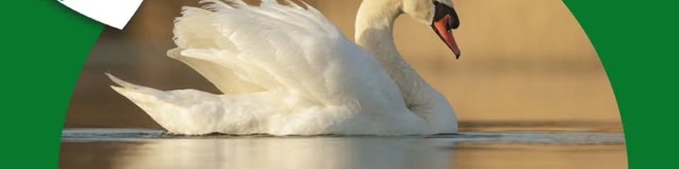 Cuan Wildlife Rescue banner