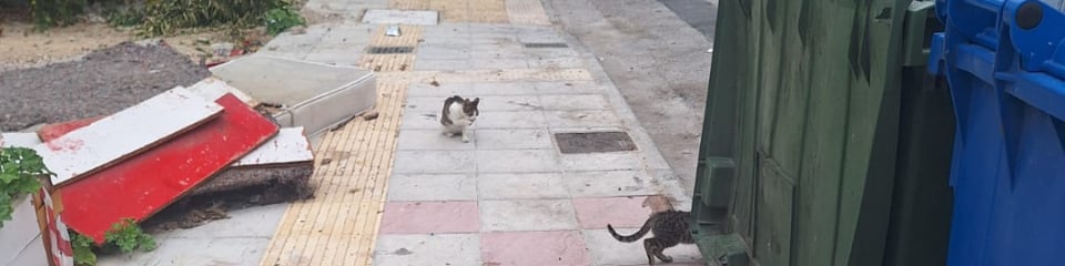 The Stray Cat Charity banner