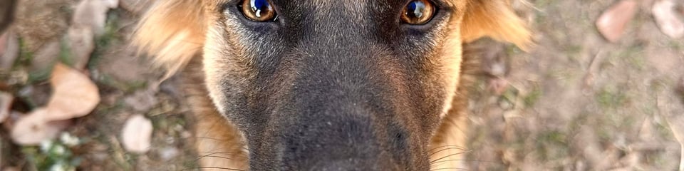 Animals of Our World banner