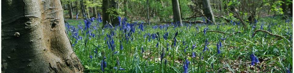 North Wales Wildlife Trust banner