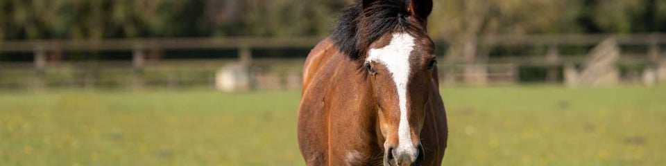 World Horse Welfare banner