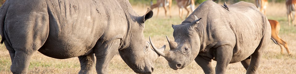 Helping Rhinos banner