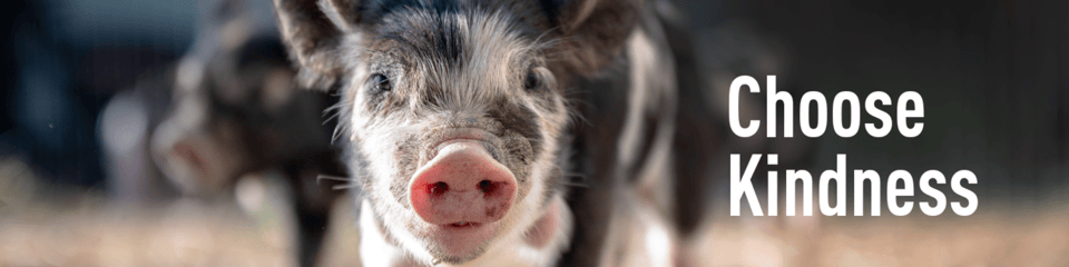 Animal Equality banner