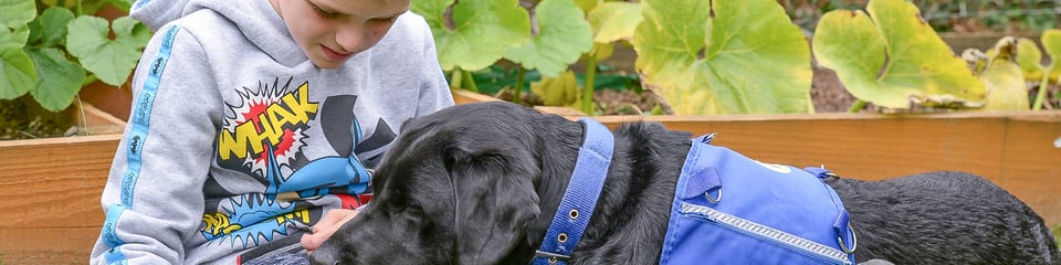 Support Dogs banner