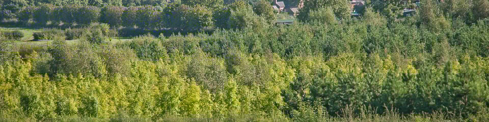 National Forest Company banner