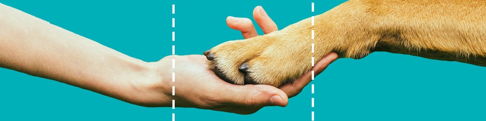 Animal Free Research UK banner