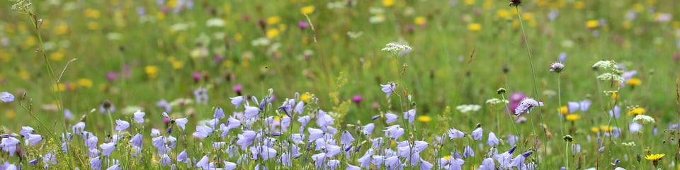 BSBI (Botanical Society of Britain and Ireland) banner