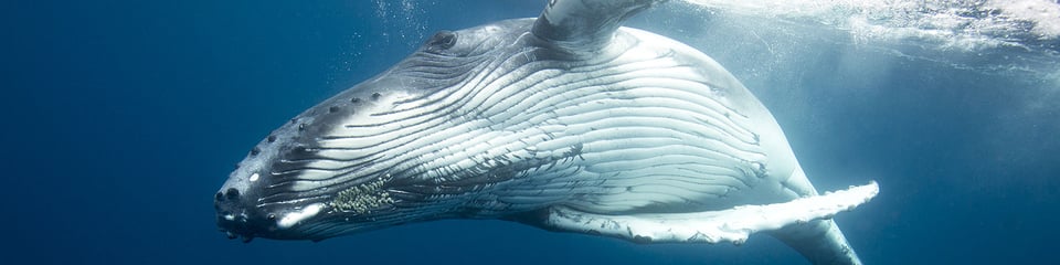 Whale and Dolphin Conservation banner
