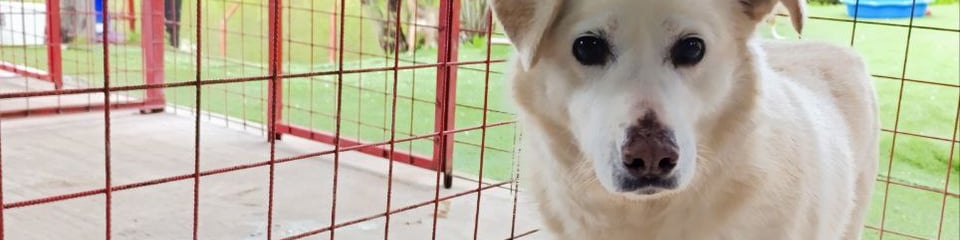 Saving Strays banner