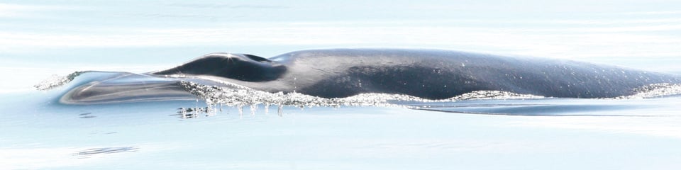 Hebridean Whale & Dolphin Trust banner