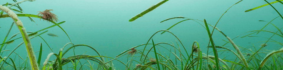 Ocean Conservation Trust banner