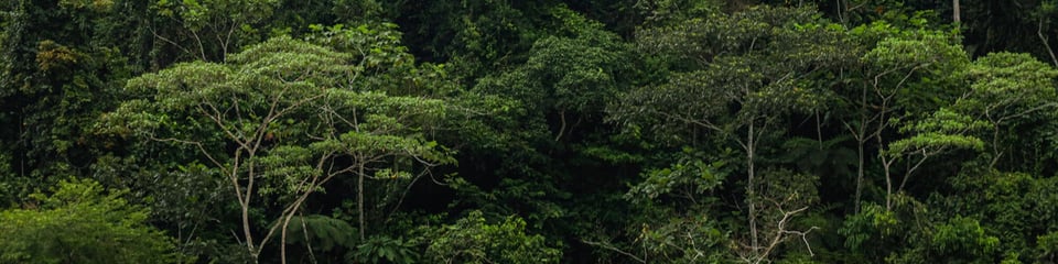 Cool Earth banner