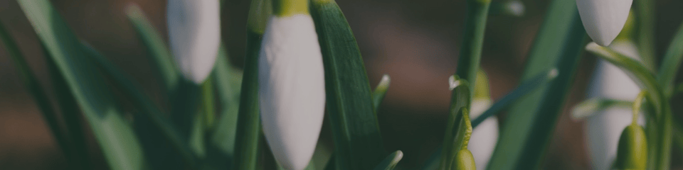 The Snowdrop Project banner