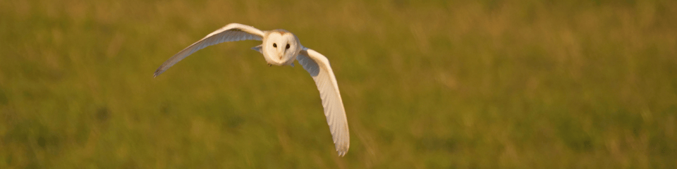 Wild Oxfordshire banner
